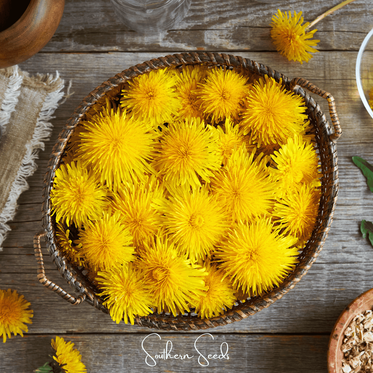 True Dandelion – 50 Seeds