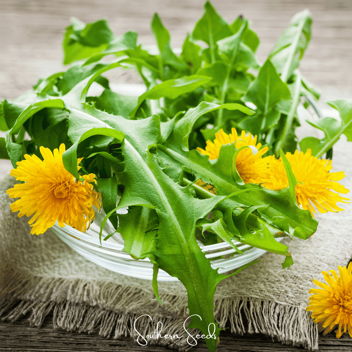 True Dandelion – 50 Seeds