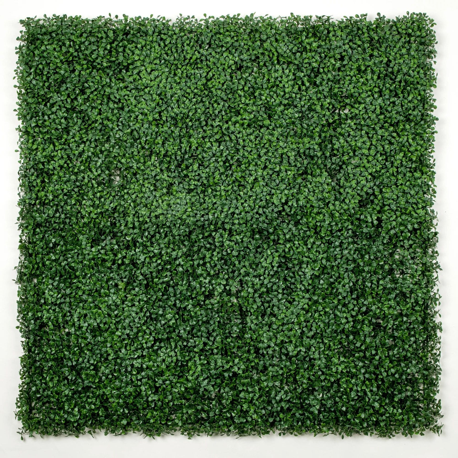 Dark Boxwood Artificial Vertical Garden Green Wall Panel 40×40in 11 SQ FT – UV Resistant – Commercial Grade