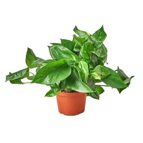 Pothos 'Golden' - Gifts for You 'n Me