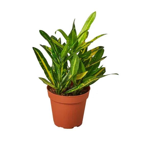 Croton 'Sunny Star' - Gifts for You 'n Me