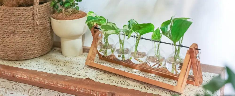 Wood Glass Propagation Vase
