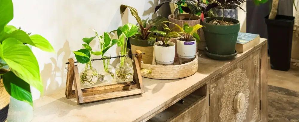 Wood Glass Propagation Vase