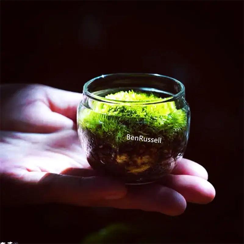 Moss Glass Terrarium Vase