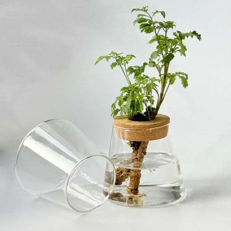 Nordic Glass Hydroponic Vase