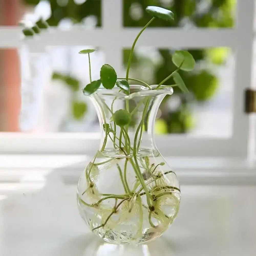 Glass Tapered Vase Terrarium