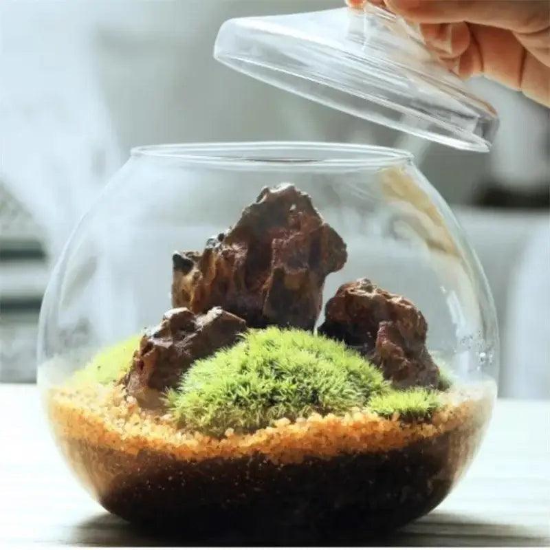 Glass Moss Ball Terrarium