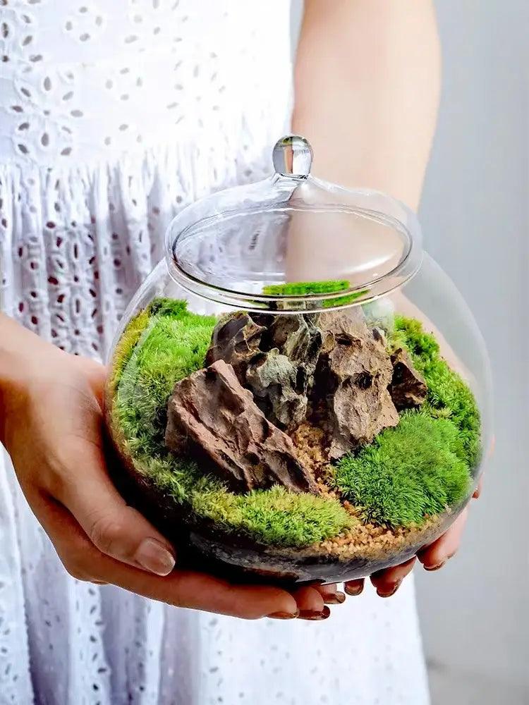 Glass Moss Ball Terrarium