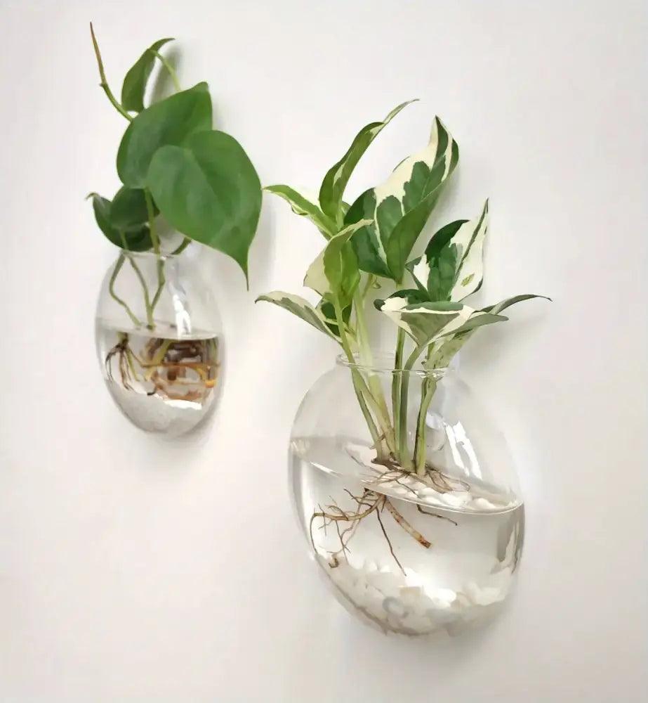Glass Wall Terrarium Set