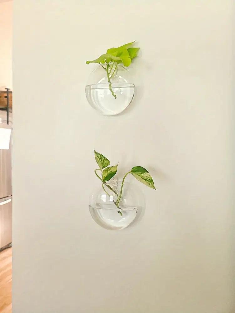 Glass Wall Terrarium Set