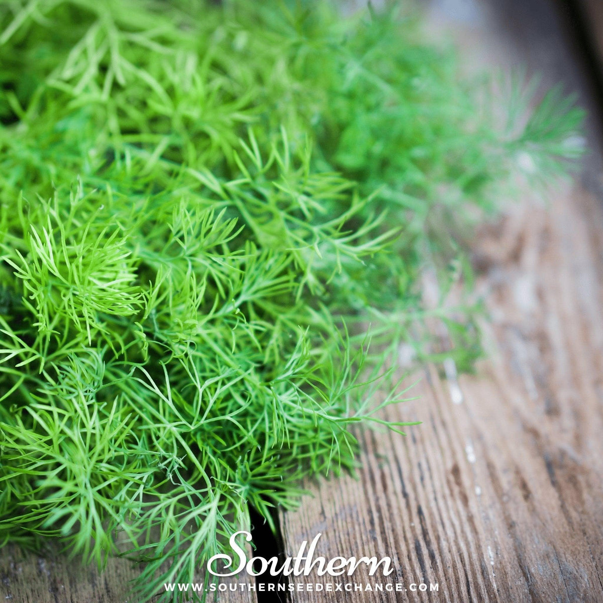 Bouquet Dill – 100 Seeds