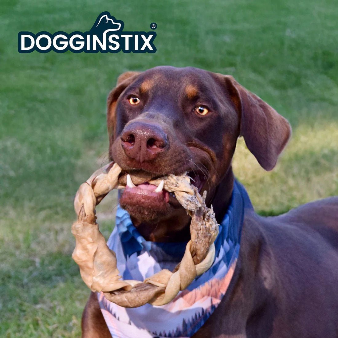 Dogginstix Braided Lamb Collagen Ring Chew Dog Treat – Natural, Grass-Fed, Low Fat