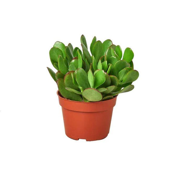Succulent Crassula 'Jade' - Gifts for You 'n Me