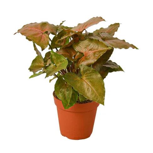 Syngonium Merry - Gifts for You 'n Me