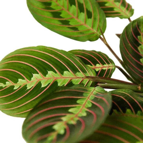 Maranta Red Prayer - Gifts for You 'n Me