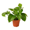 Pothos 'Green Queen' - 4" Pot