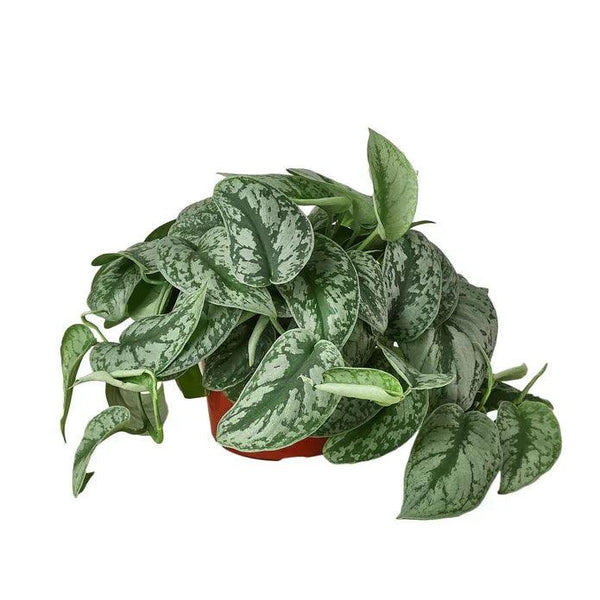 Scindapsus Pictus 'Exotica' - Gifts for You 'n Me