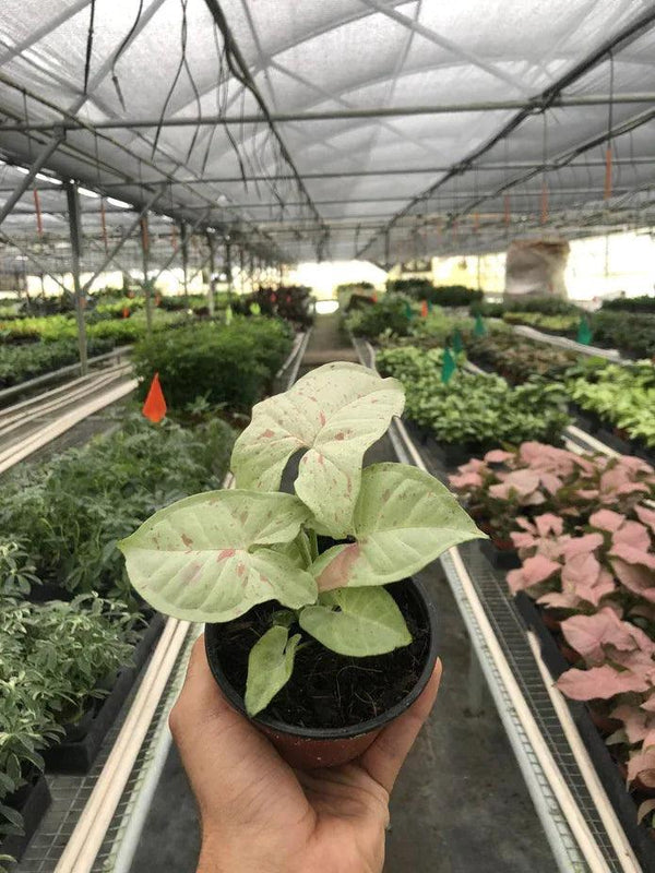 Syngonium 'Milk Confetti' - Gifts for You 'n Me