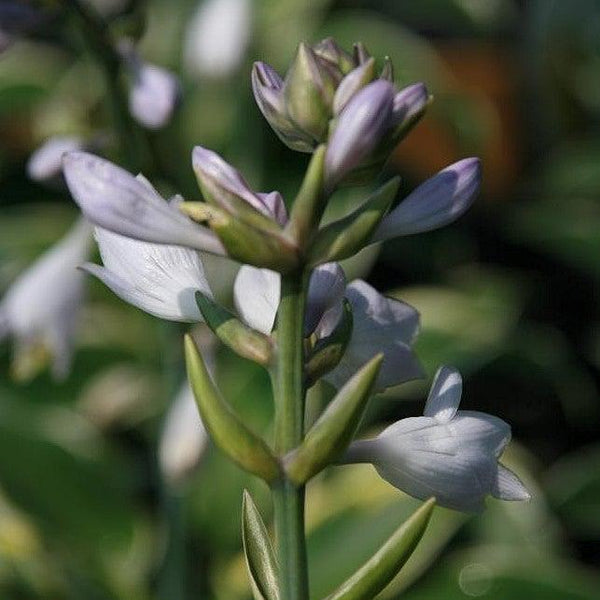 First Frost Hosta