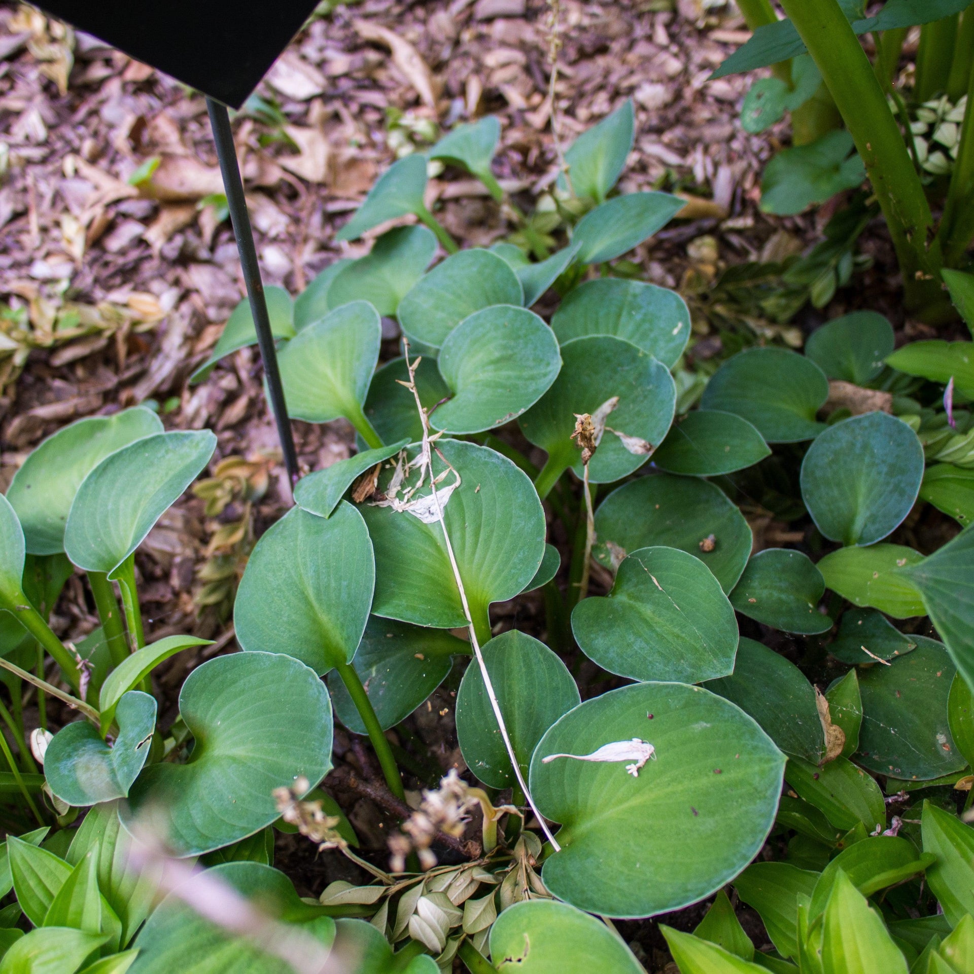 Blue Mouse Ears Hosta
