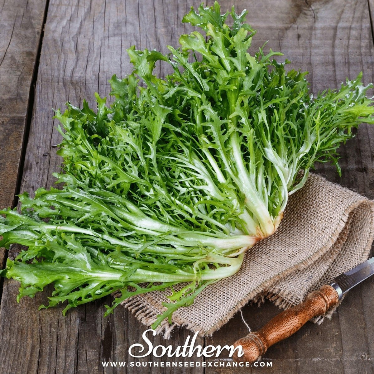 Green Curled Ruffec Endive – 200 Seeds