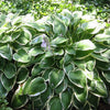 Francee Hosta