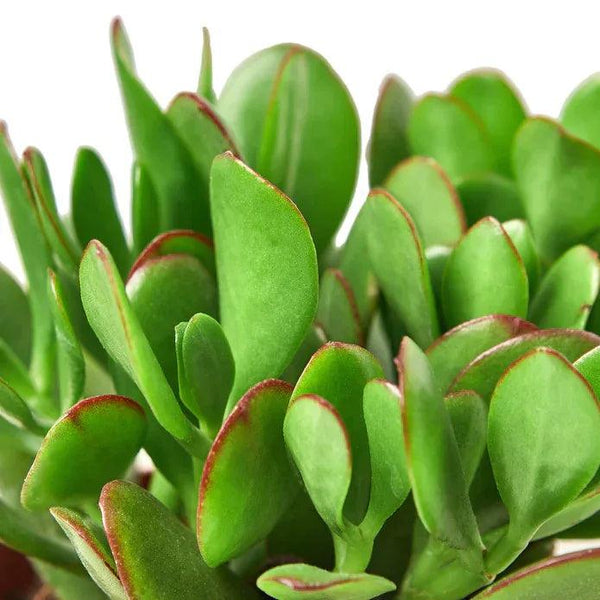 Succulent Crassula 'Jade' - Gifts for You 'n Me