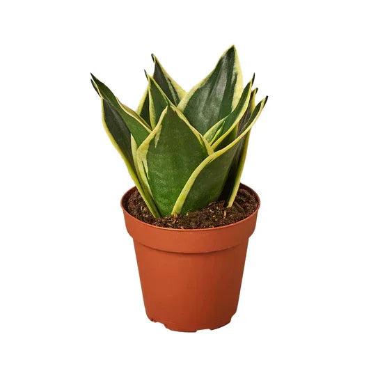 Snake Plant Black Gold - Gifts for You 'n Me