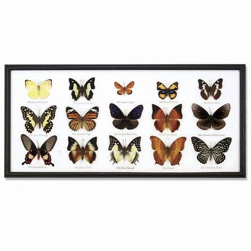 Framed Butterfly Specimens - 15 Preserved Butterflies in Decorative Insect Frame