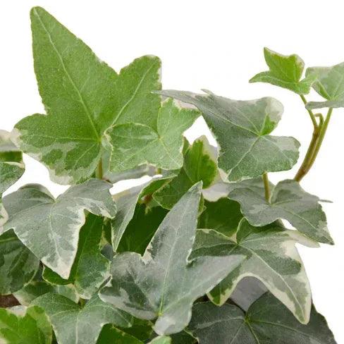 English Ivy 'Glacier' - Gifts for You 'n Me