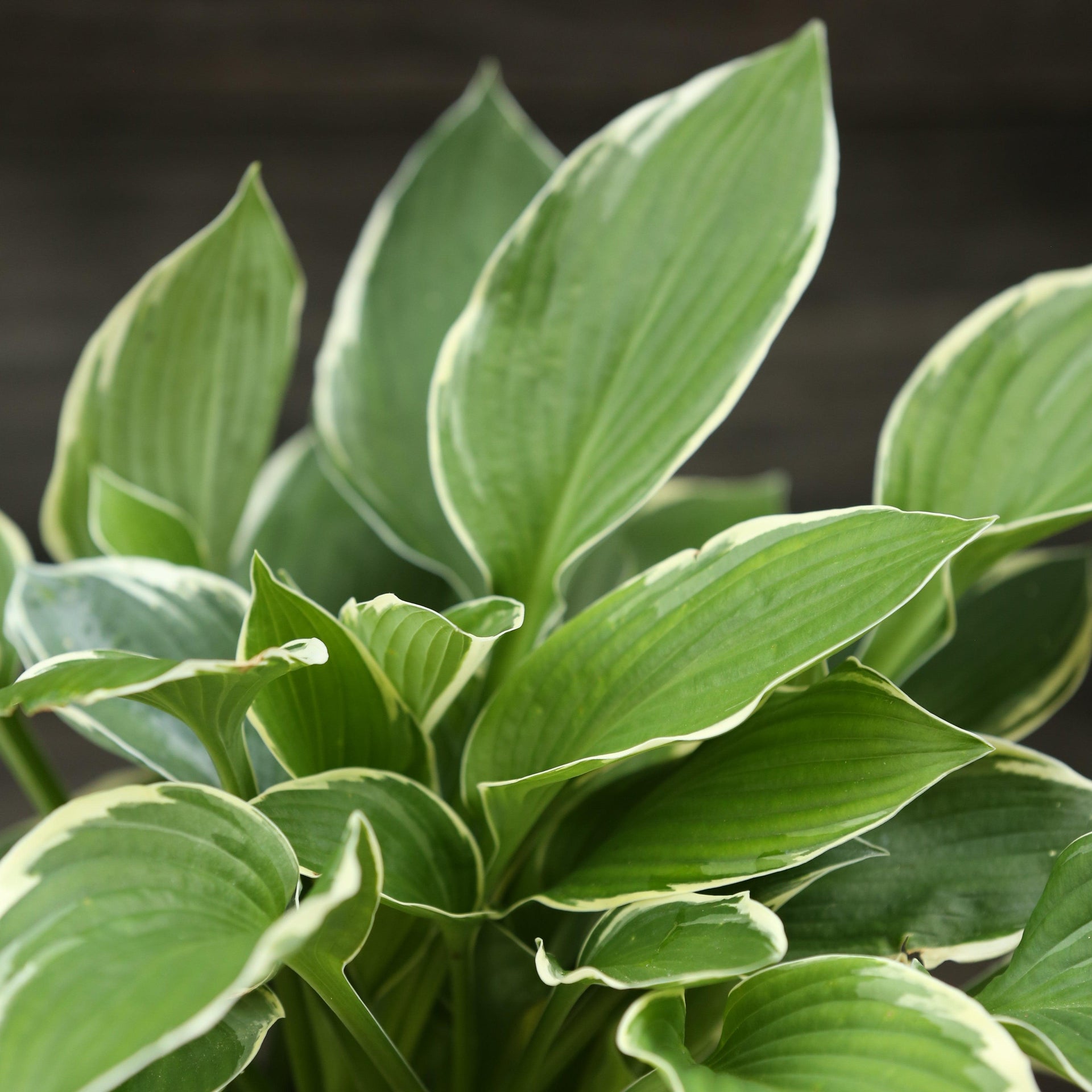 Francee Hosta