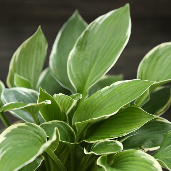 Francee Hosta