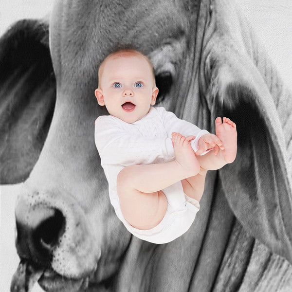 BRAHMAN CALF PORTRAIT, WALL ART AND DESIGNS Compact Throw Blanket