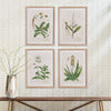 Framed Vintage Plant Illustrations for Cottagecore Decor (Set of 4)