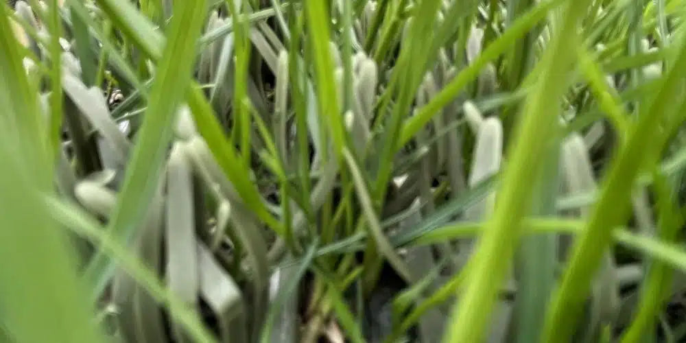 Shieldscape Hybrid Turf