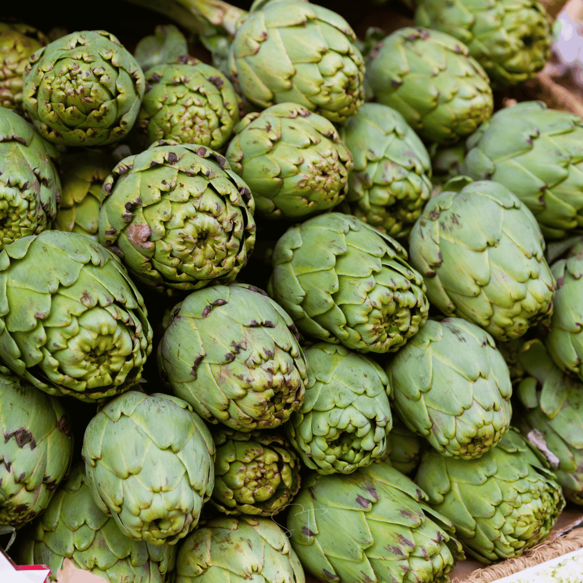 Green Globe Artichoke – 25 Seeds