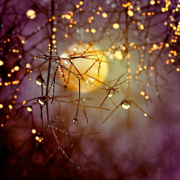 Harvest Moon
