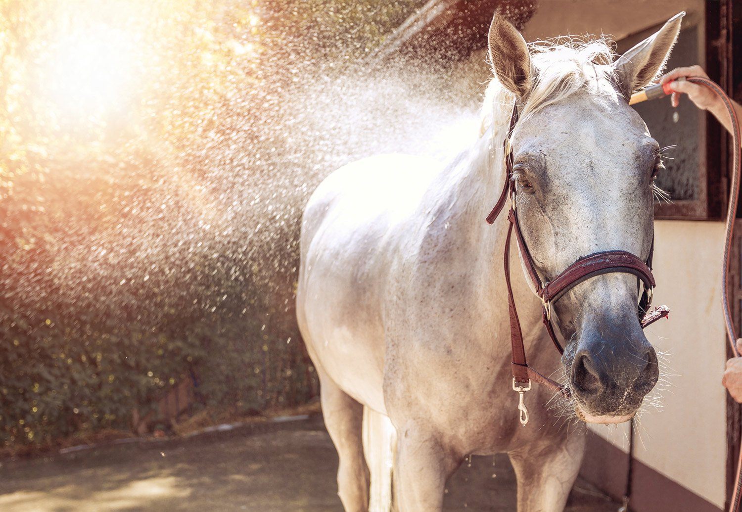 Magnesium Chloride Flakes - For Horses