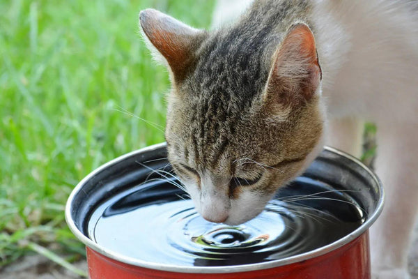 Magnesium Chloride Flakes - For Pets - Gifts for You 'n Me