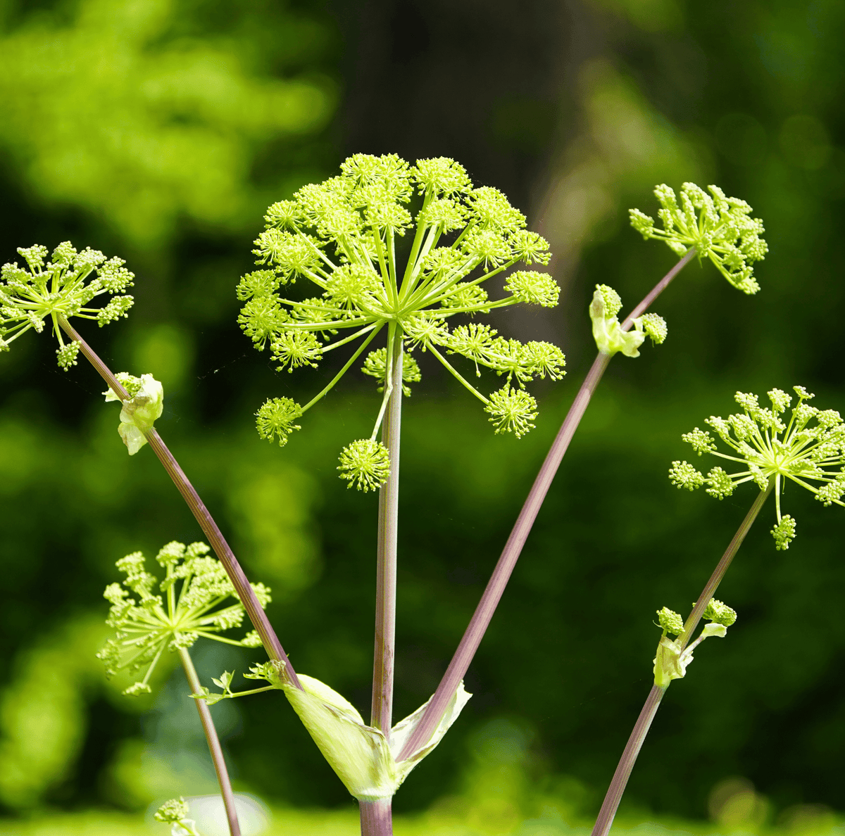 Holy Ghost Angelica – 50 Seeds