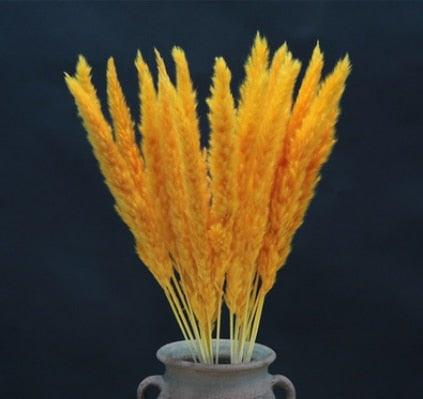 Home Store Wedding Bulrush Natural Dried Flowers Small Pampas Grass Phragmites Communis Decoration for Floor Vase Filler for Living Room Kitchen Decor