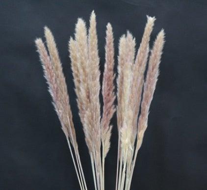 Home Store Wedding Bulrush Natural Dried Flowers Small Pampas Grass Phragmites Communis Decoration for Floor Vase Filler for Living Room Kitchen Decor