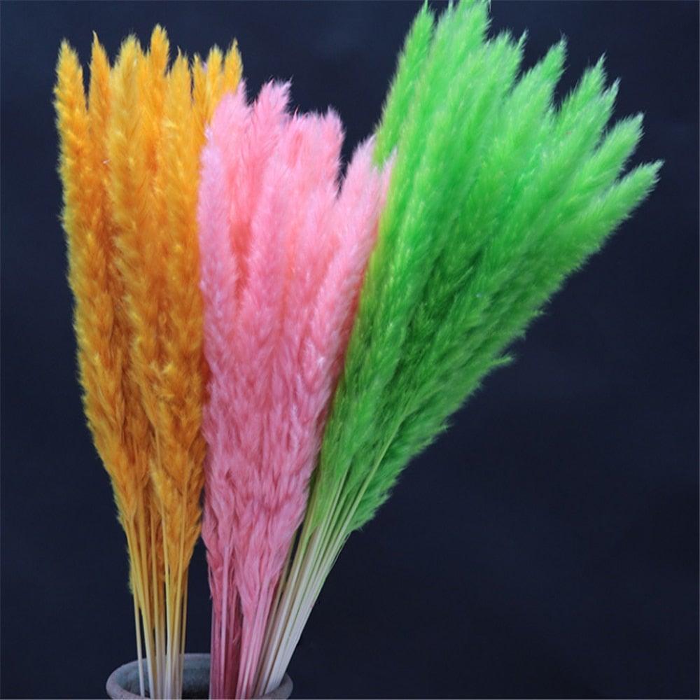 Home Store Wedding Bulrush Natural Dried Flowers Small Pampas Grass Phragmites Communis Decoration for Floor Vase Filler for Living Room Kitchen Decor