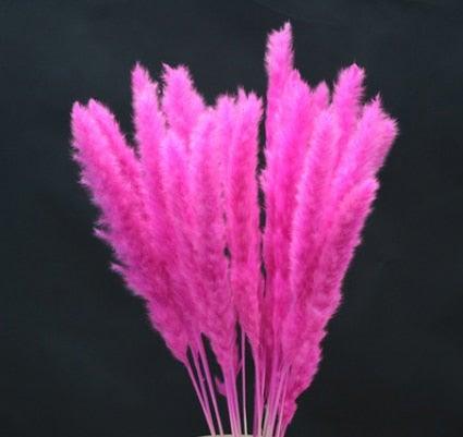 Home Store Wedding Bulrush Natural Dried Flowers Small Pampas Grass Phragmites Communis Decoration for Floor Vase Filler for Living Room Kitchen Decor