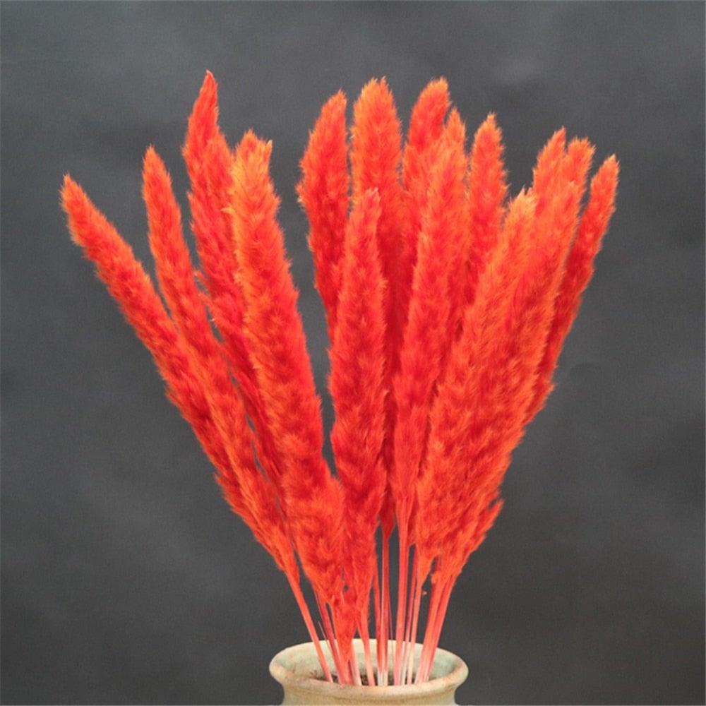 Home Store Wedding Bulrush Natural Dried Flowers Small Pampas Grass Phragmites Communis Decoration for Floor Vase Filler for Living Room Kitchen Decor