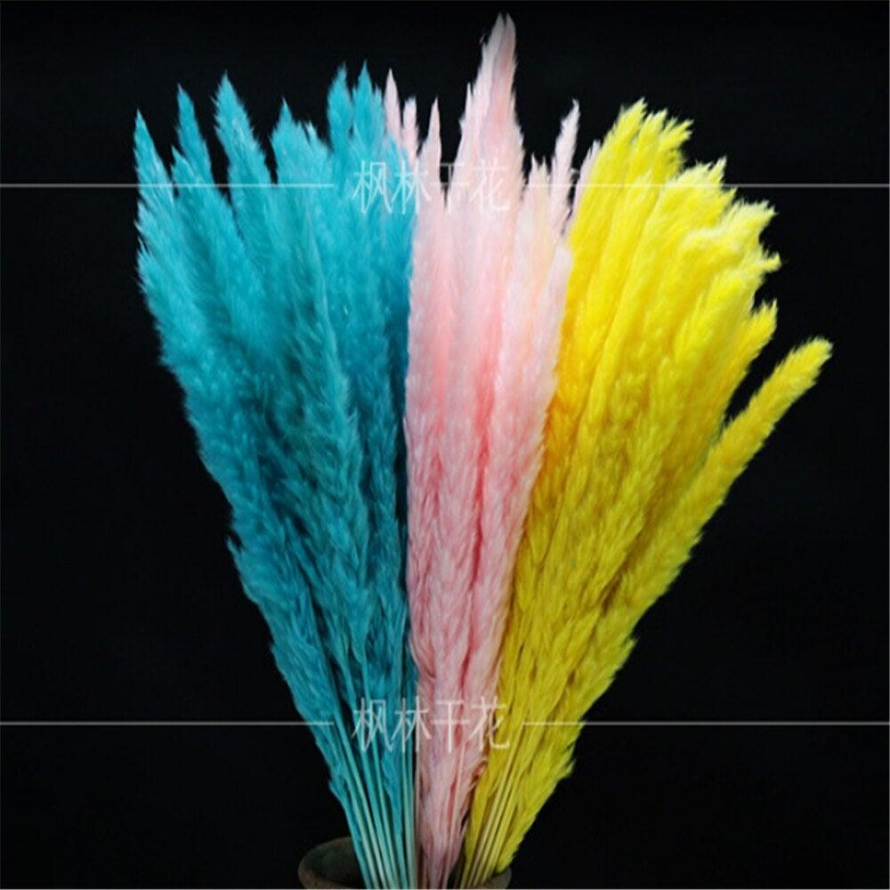 Home Store Wedding Bulrush Natural Dried Flowers Small Pampas Grass Phragmites Communis Decoration for Floor Vase Filler for Living Room Kitchen Decor