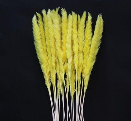 Home Store Wedding Bulrush Natural Dried Flowers Small Pampas Grass Phragmites Communis Decoration for Floor Vase Filler for Living Room Kitchen Decor