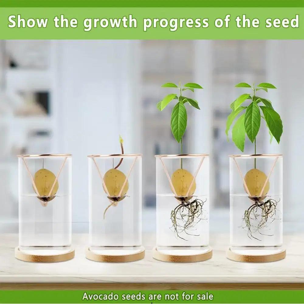 Glass Hydroponic Avocado Vase