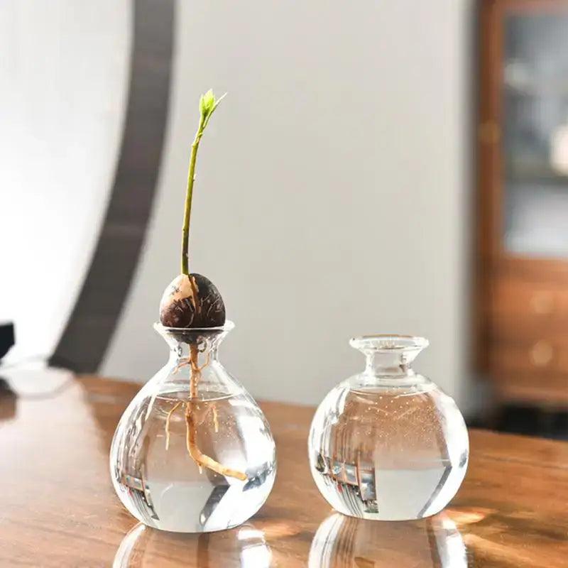 Clear Glass Hydroponic Vase