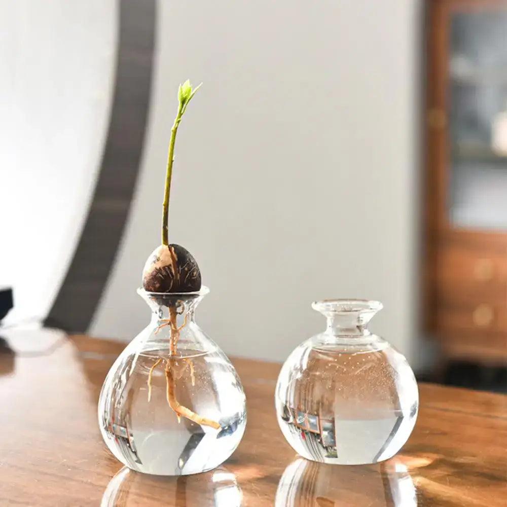 Clear Glass Hydroponic Vase